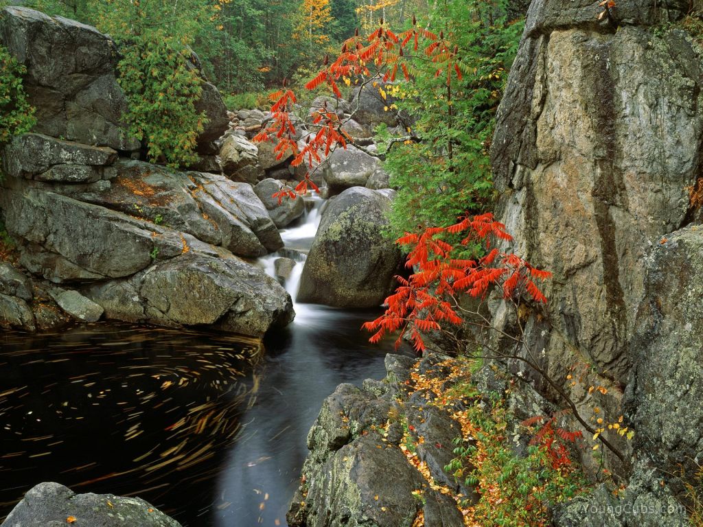 Sumacs Along the North Fork of the Bouquet River, Adirondack Park, New York